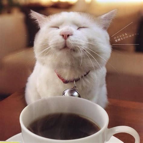 Cats and coffee. Things To Know About Cats and coffee. 